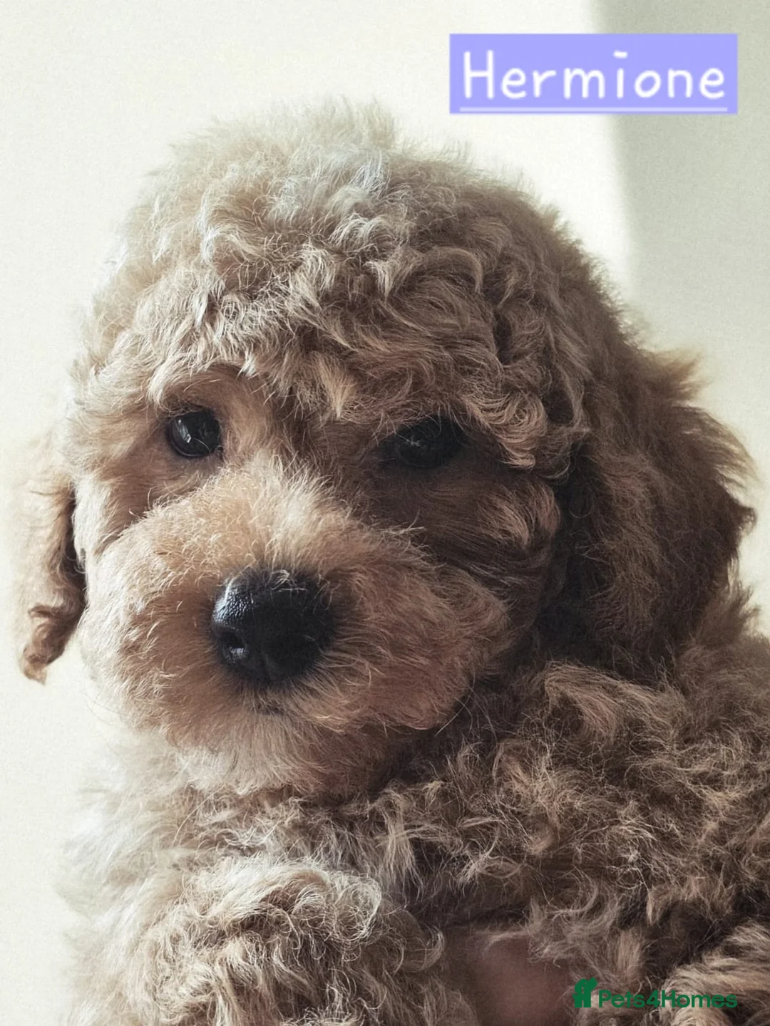 Toy Poodle dogs for stud: Black Phantom Toy Poodle PROVEN - Advert 19