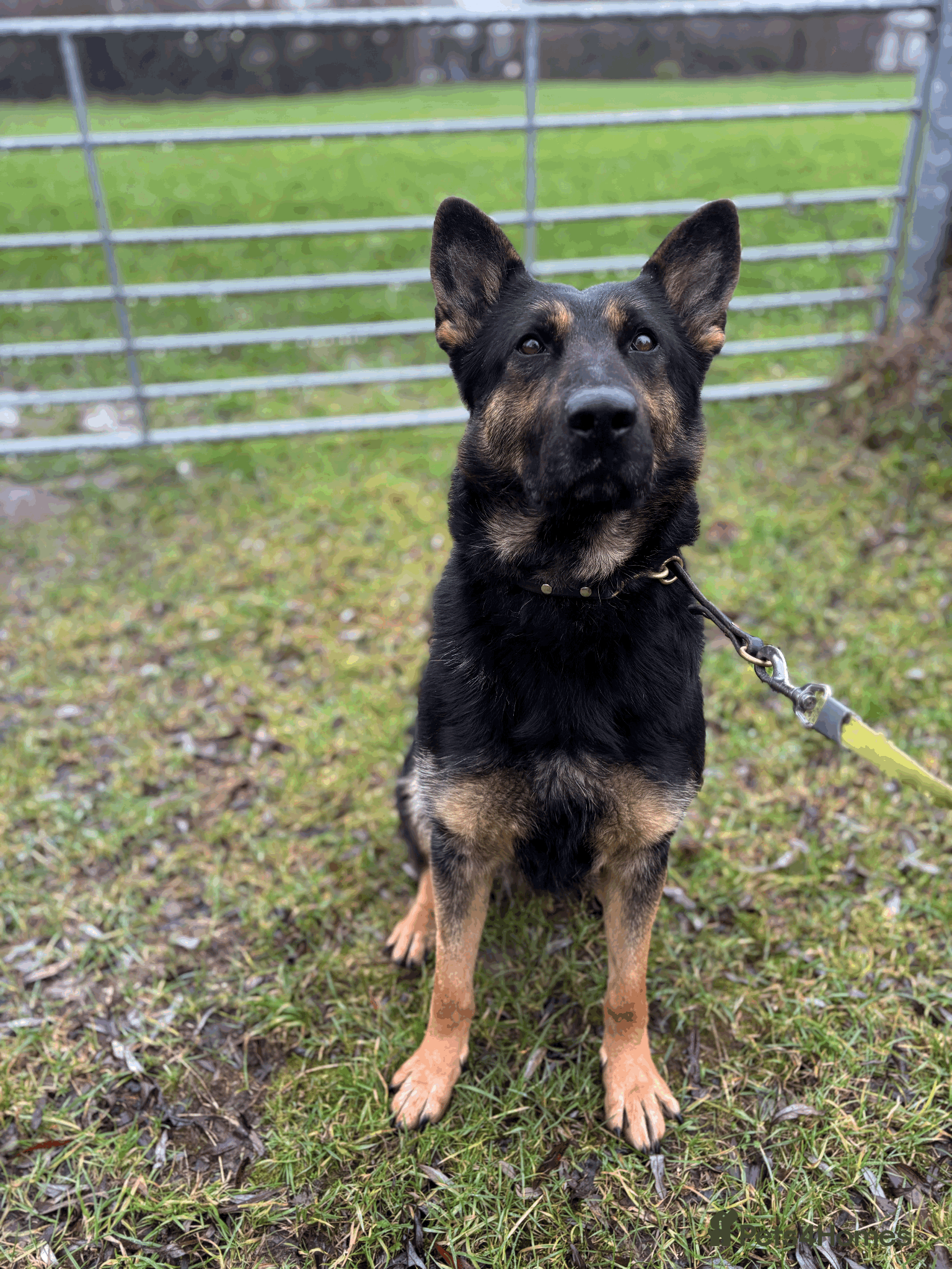 German Shepherd dogs Working Line GSD Puppies KC Registered  - Advert 1