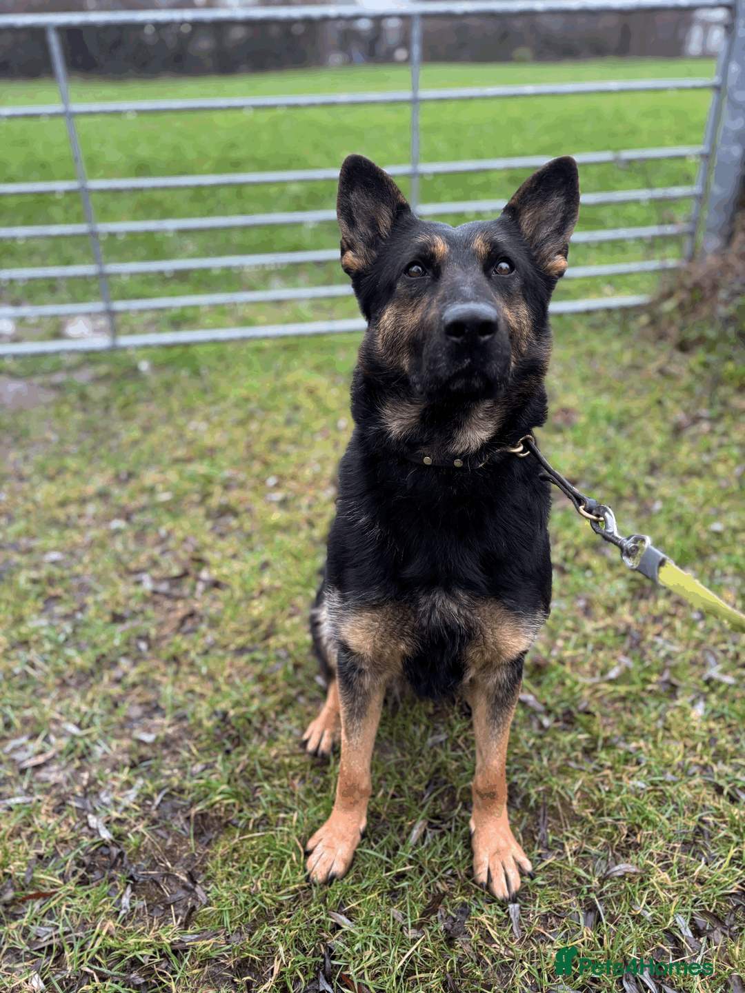 German Shepherd dogs for sale: Working Line GSD Puppies KC Registered  - Advert 1