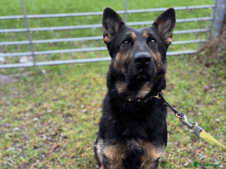 German Shepherd dogs Working Line GSD Puppies KC Registered - Advert 1