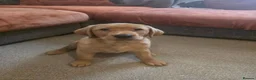 Labrador Retriever dogs for sale: Fox red labrador puppies for sale - Advert 1