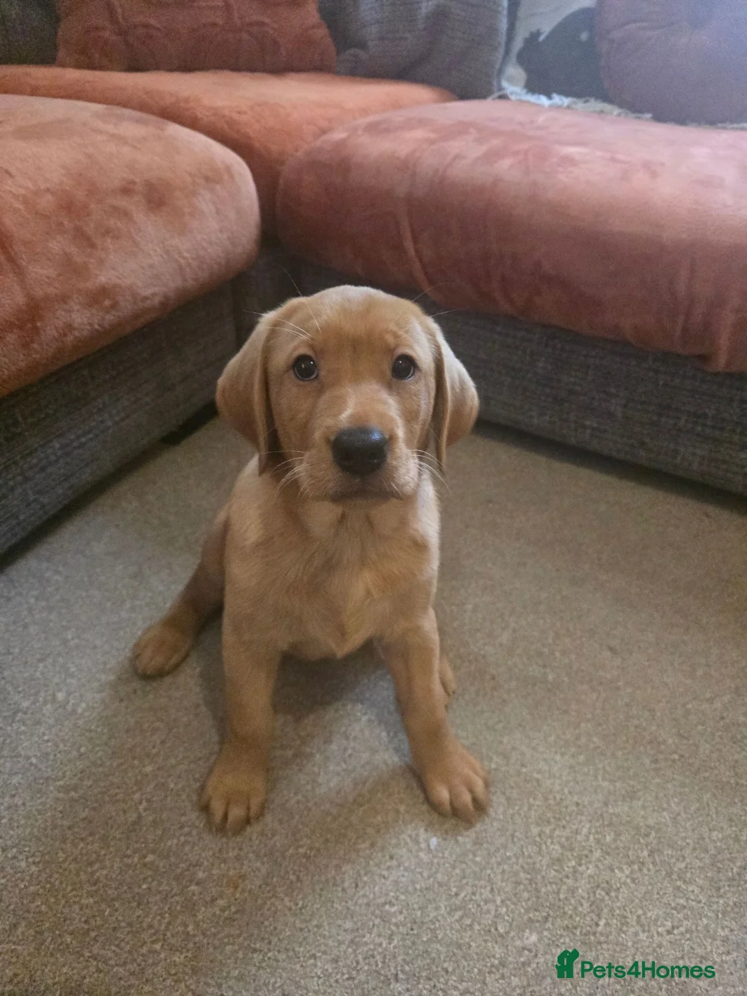 Labrador Retriever dogs for sale: Fox red labrador puppies for sale - Advert 1