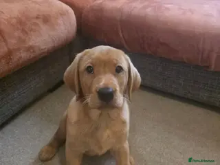 Labrador Retriever dogs Fox red labrador puppies for sale - Advert 6