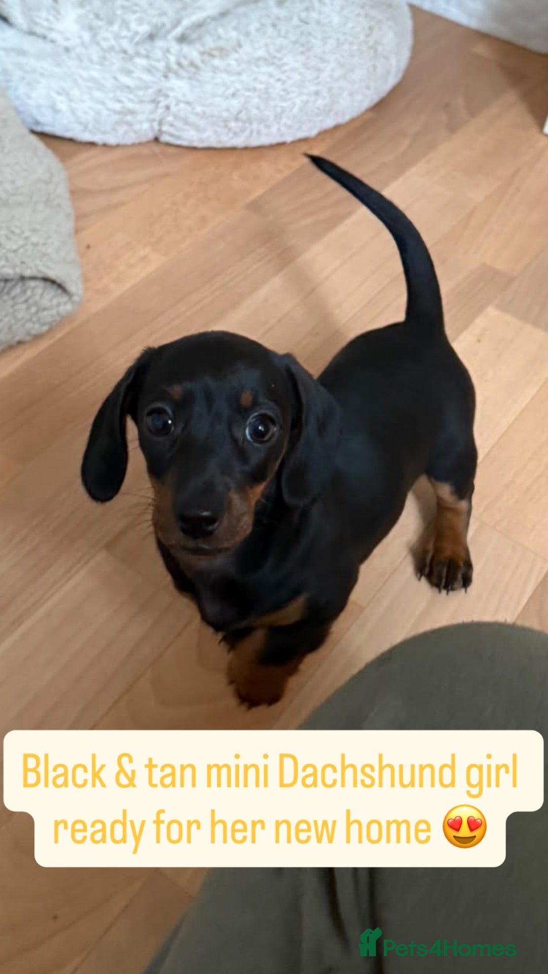Miniature Dachshund dogs for sale: Miniature Dachshund Puppies for Sale - Advert 1