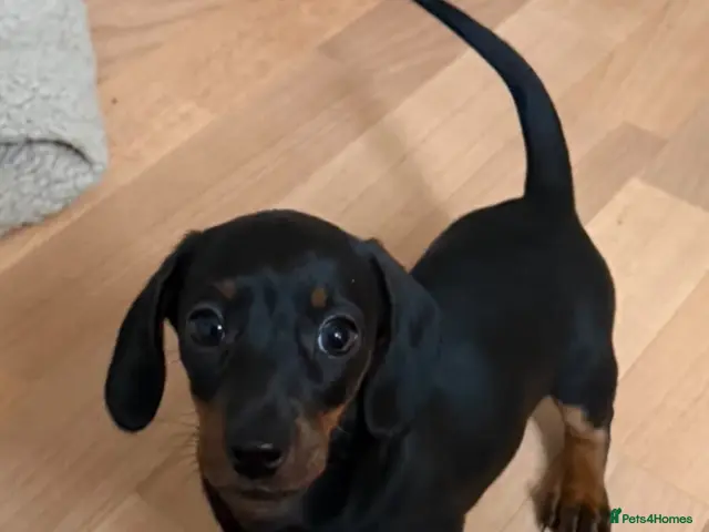 Miniature Dachshund dogs for sale: Miniature Dachshund Puppies for Sale - Advert 1