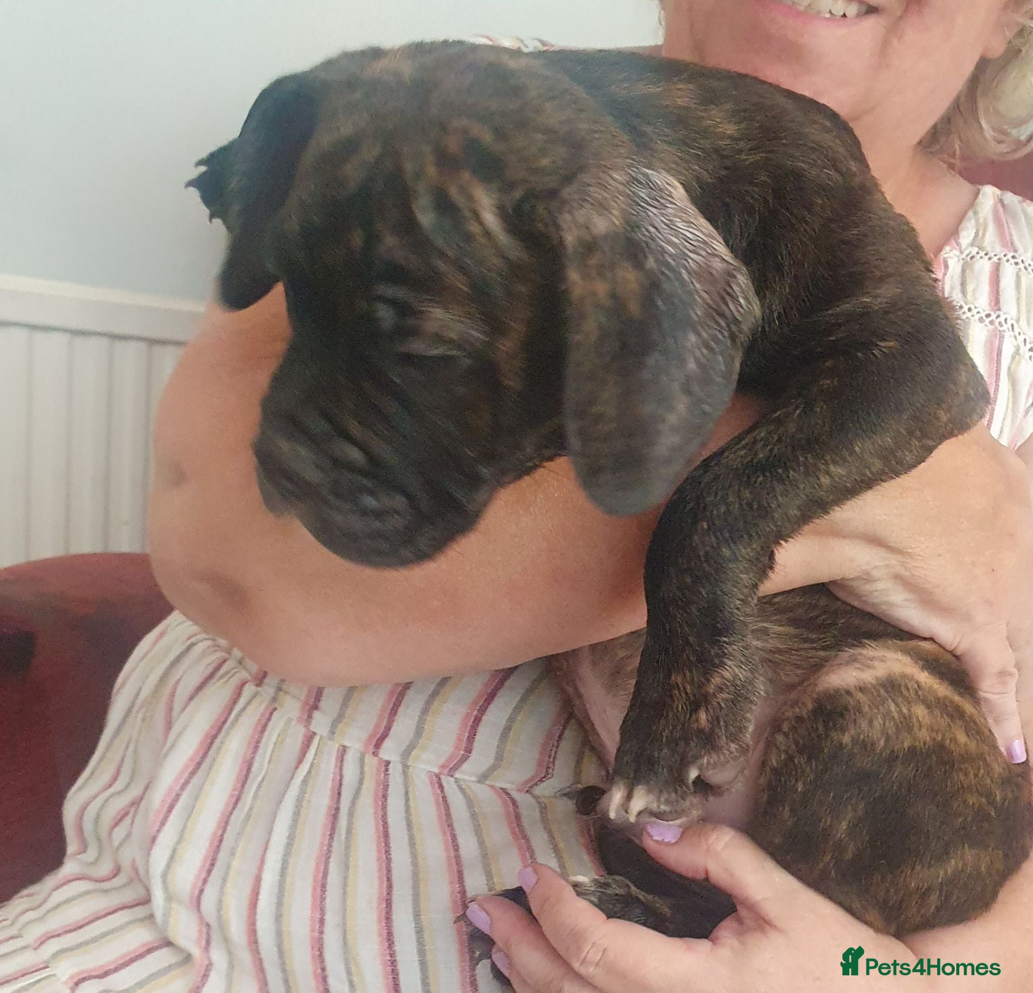 Mixed Breed dogs Oldtyme x French bulldogs - Advert 14