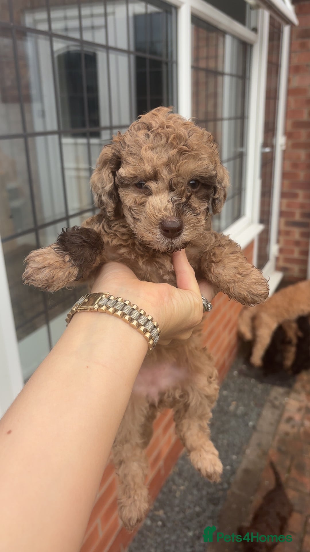 Miniature Poodle dogs for sale: Miniature poodles REDUCED READY TO LEAVE NOW  - Image 28