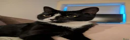Mixed Breed cats for sale: Sweetest Tuxedo Boy - Advert 4
