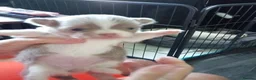 Chihuahua dogs for sale: Chihuahua puppies - Advert 32