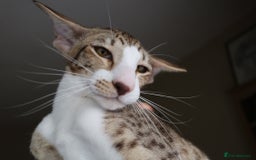 Oriental cats for sale: Beautiful Oriental bicolour girl  - Image 1