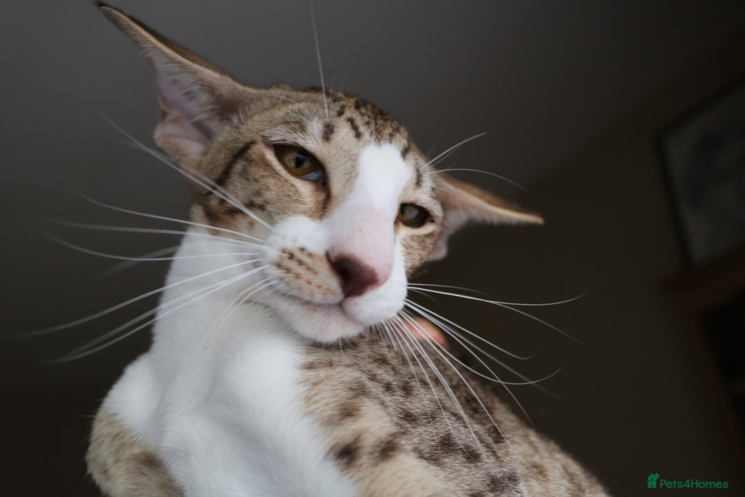 Oriental cats for sale: Beautiful Oriental bicolour girl  - Image 1