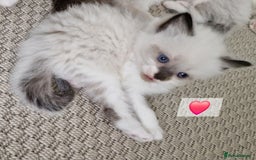 Ragdoll cats for sale: Beautiful kittens  - Image 2
