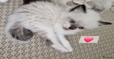 Ragdoll cats - Advert 5