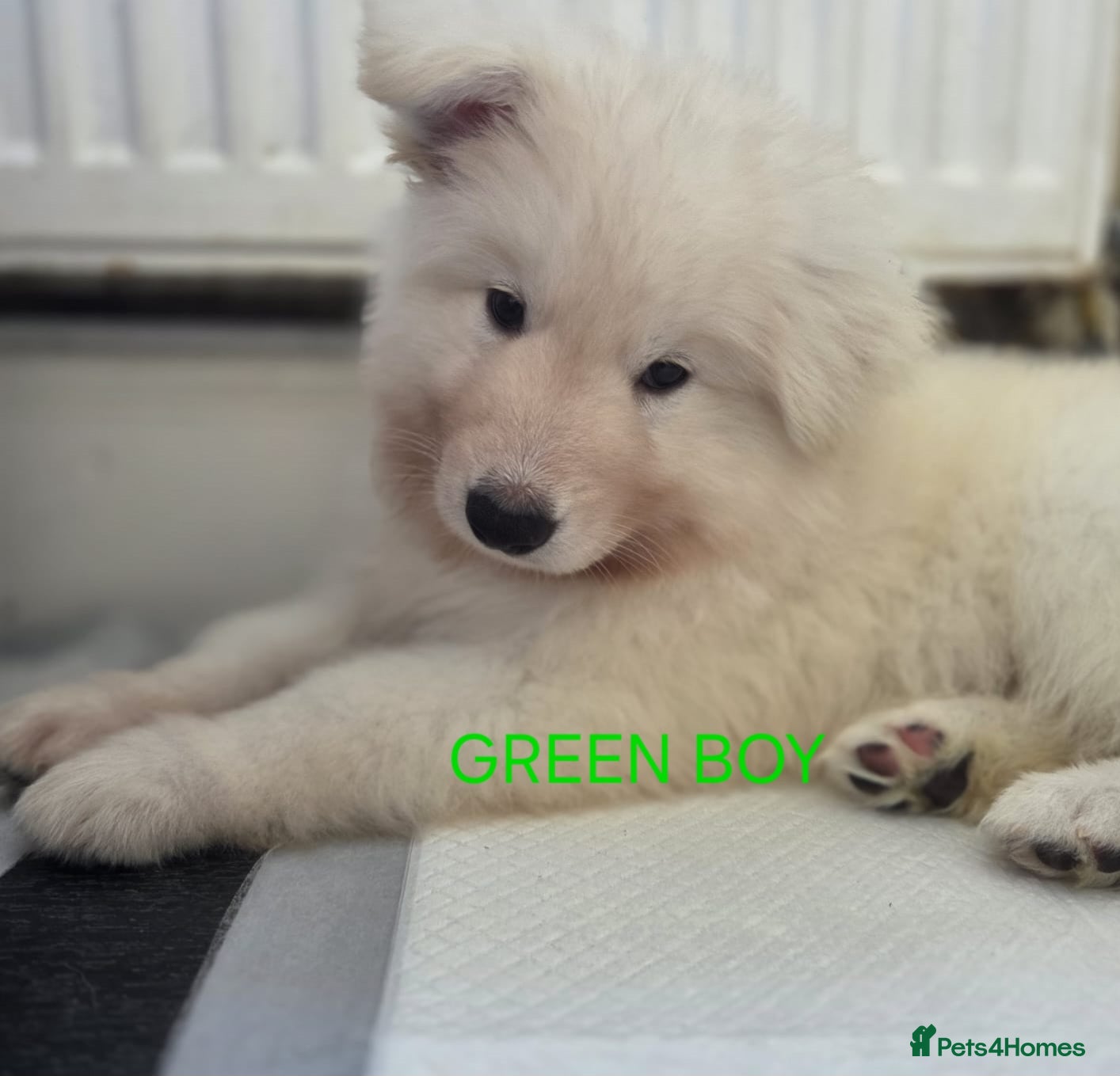 German Shepherd dogs White German Shepherd Puppies - Advert 1