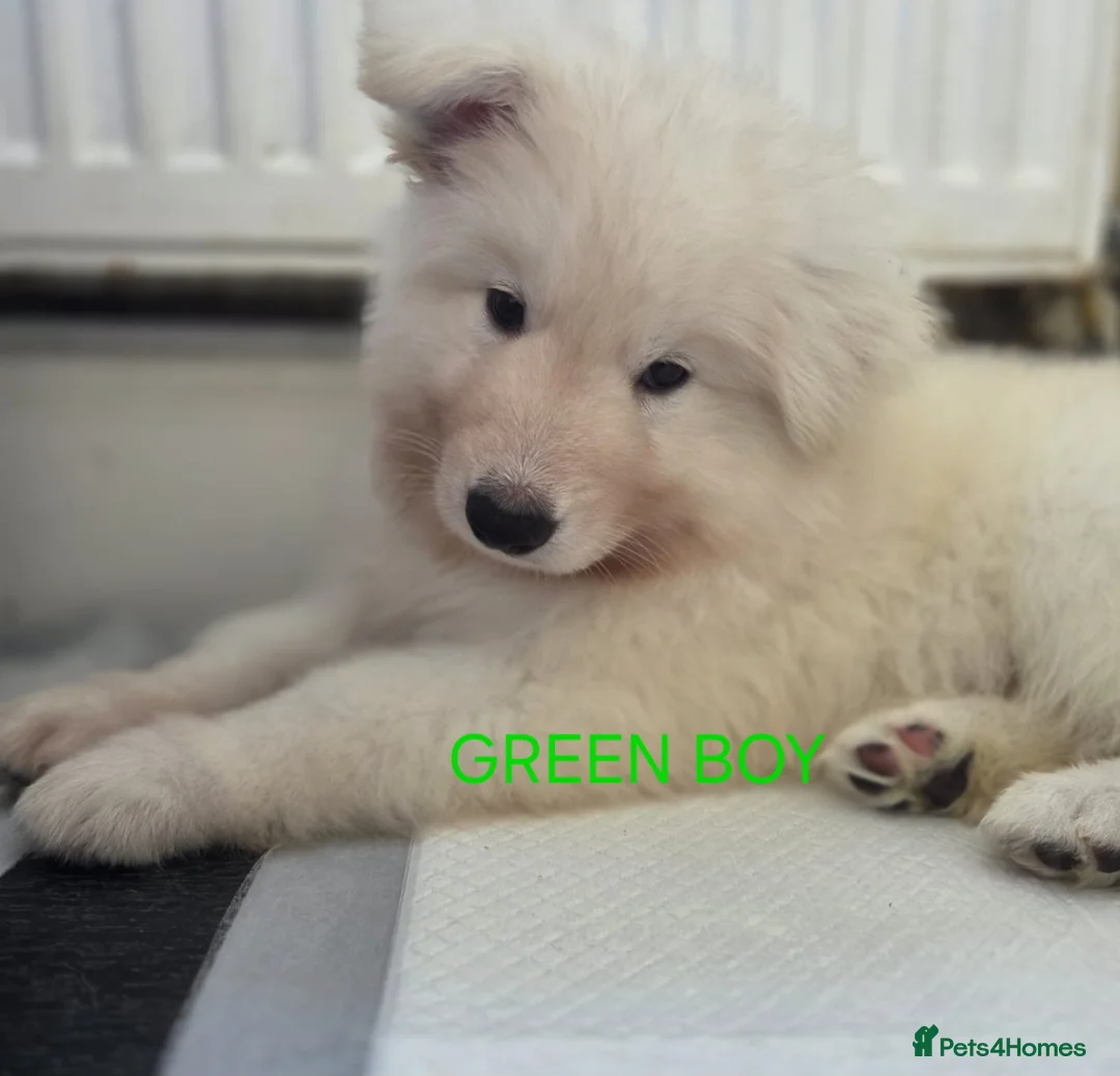 German Shepherd dogs for sale: White German Shepherd Puppies ready to leave - Advert 2