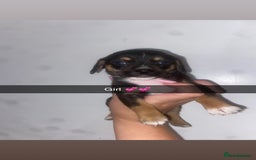 Mixed Breed dogs for sale: Dachshund x Jack Russell  - Image 10