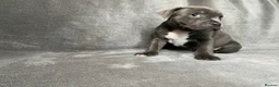 Staffordshire Bull Terrier dogs for sale: Billionaire bills pups  - Advert 16