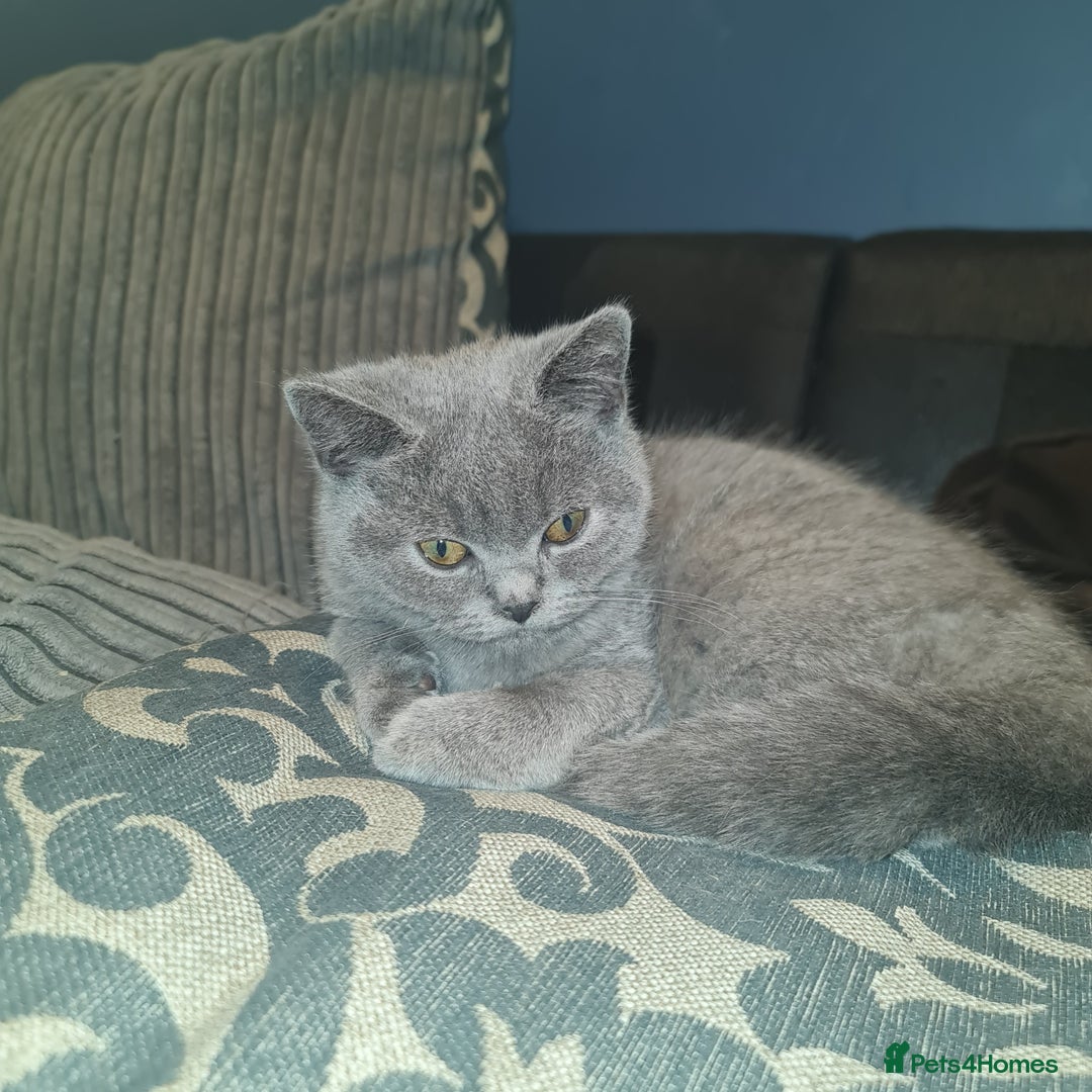 Scottish Fold cats for sale: Scottish Folds  4 Male 1 Female - Advert 11