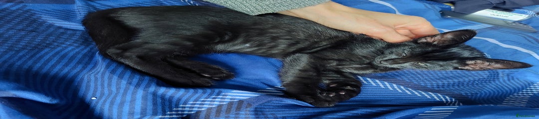Savannah Kitten 4 ( Black panter)