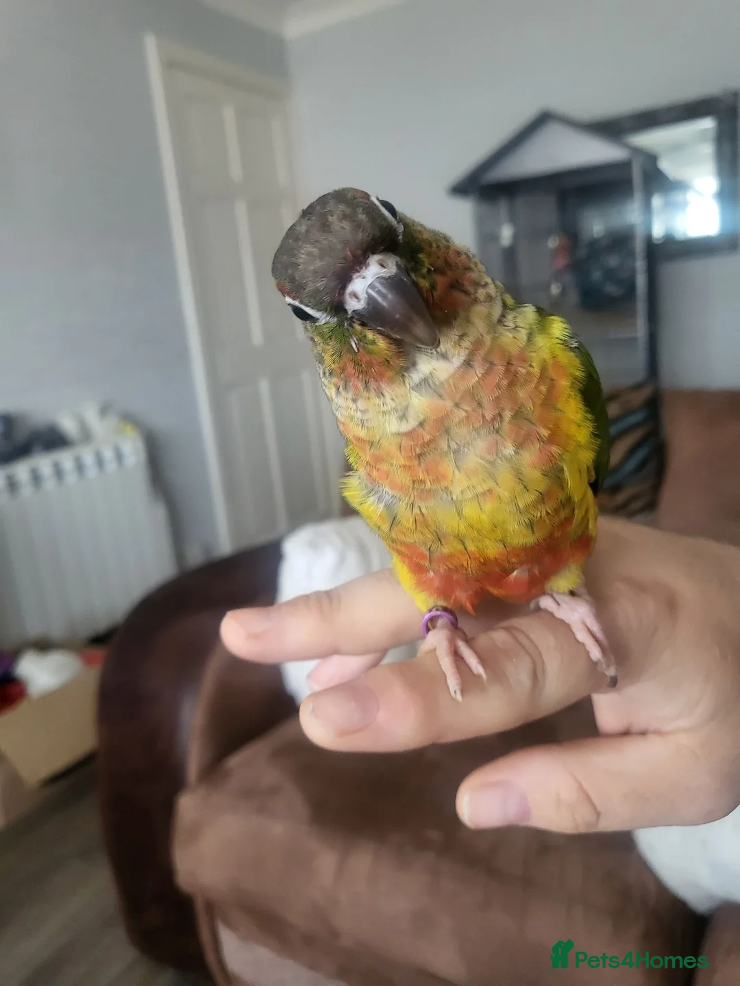 Conures birds for sale: For sale concour   - Advert 4