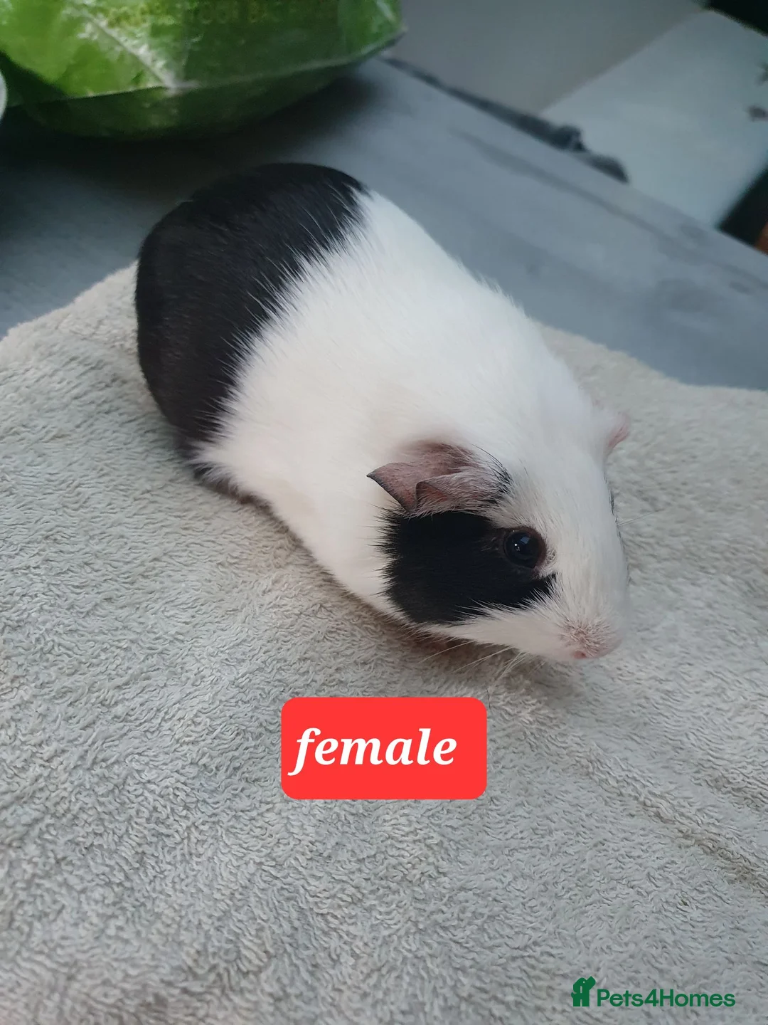 Guinea Pig rodents for sale: Guinea pigs - Advert 1