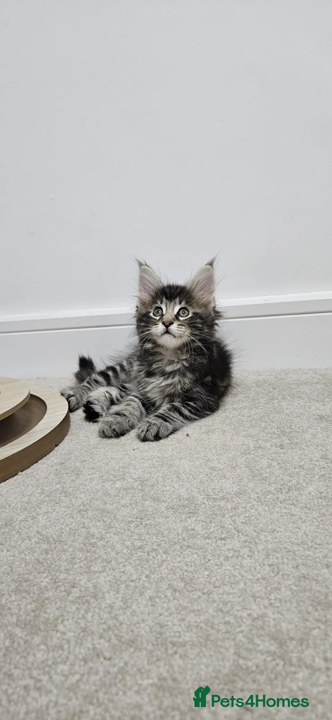 Maine Coon cats for sale: Beautiful Giant Maine coon  in Aylesbury - Advert 14