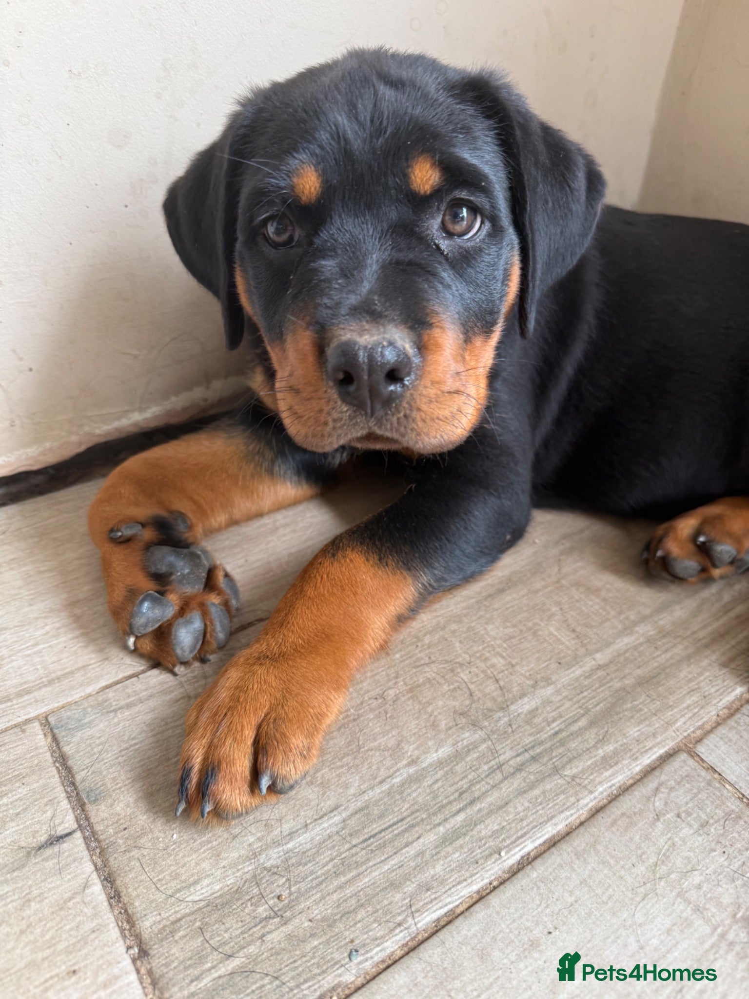 Rottweiler dogs Only 1 KC Registered Chunky Rottweiler girls left - Advert 4