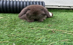 Mini Lop rabbits for sale: Beautiful mini lops - Image 1