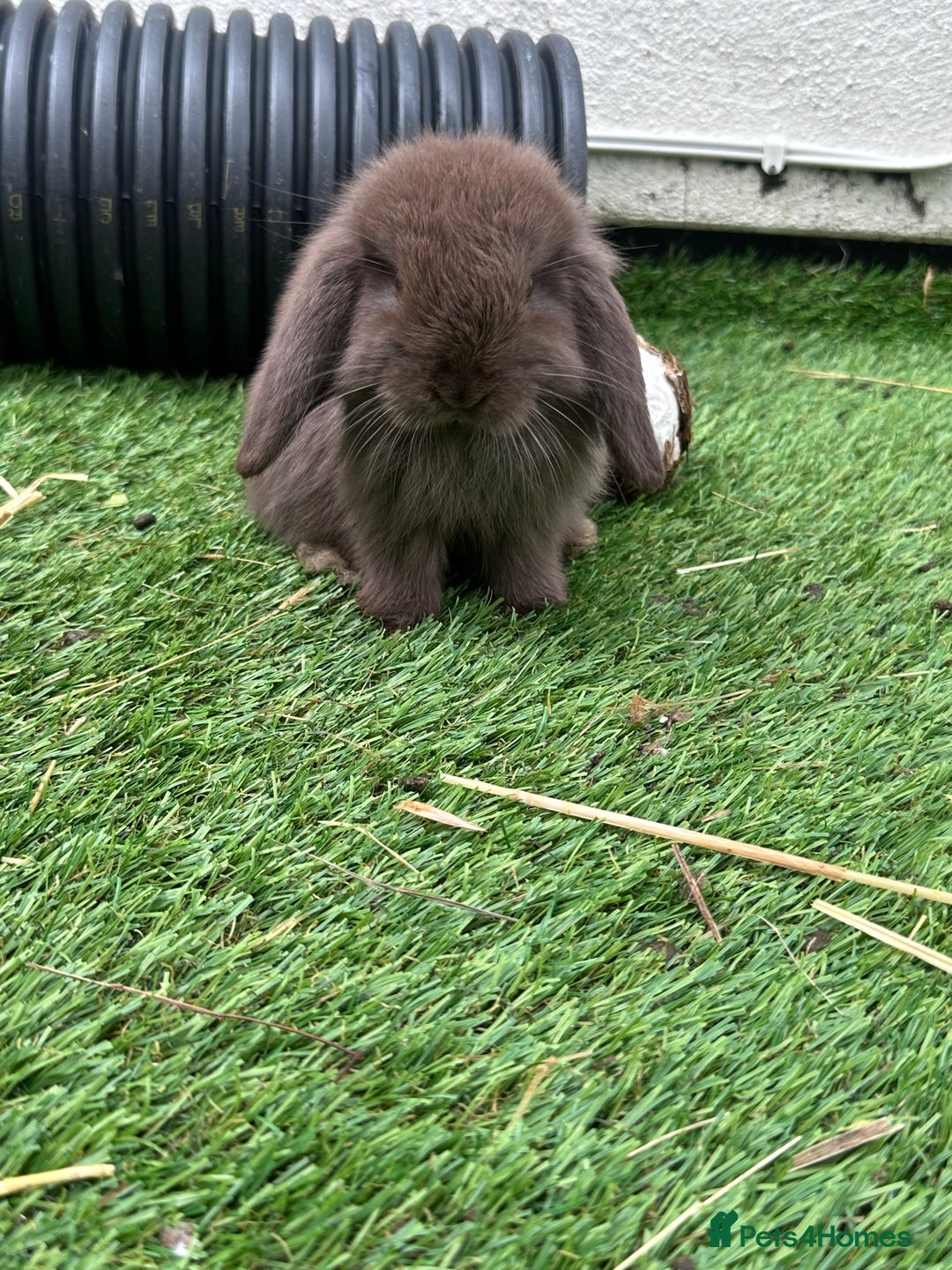 Mini Lop rabbits for sale: Beautiful mini lops - Image 1