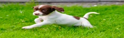 English Springer Spaniel dogs for sale: Working Line Liver And White Springer Spaniels - Advert 8