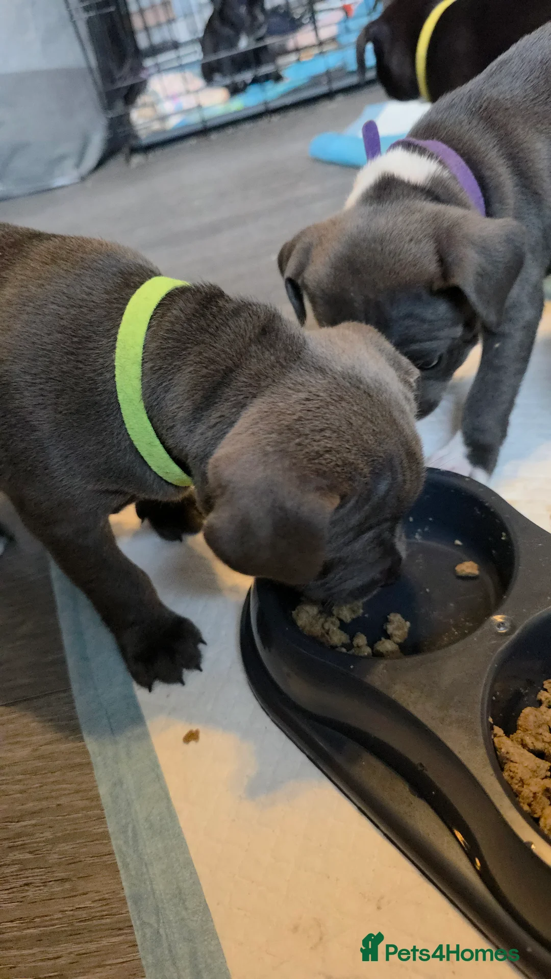 Staffordshire Bull Terrier dogs for sale: Staffordshire bull terrier blues  - Advert 23