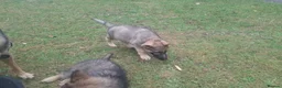 German Shepherd dogs for sale: Beautiful GSD puppies  - Advert 16