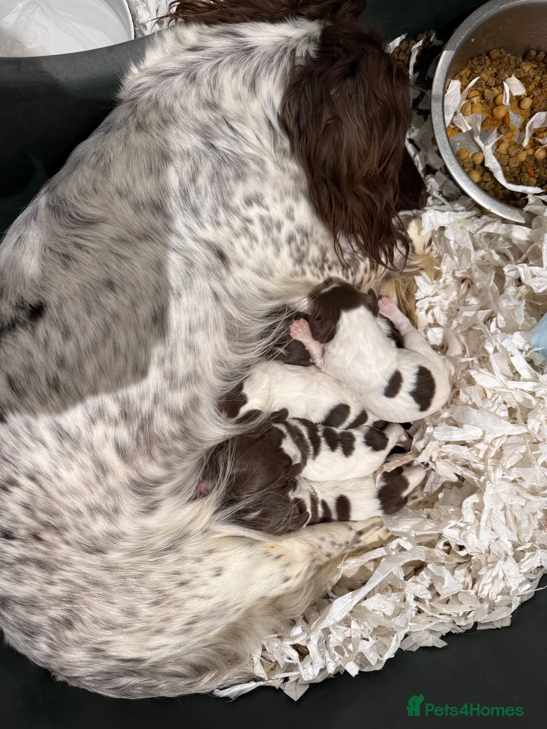 English Springer Spaniel dogs for sale: Outstanding FTCH Line working Springer Spaniel  - Advert 2