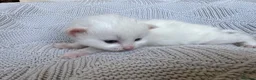 Mixed Breed cats for sale: Beautiful kittens for sale  - Advert 19