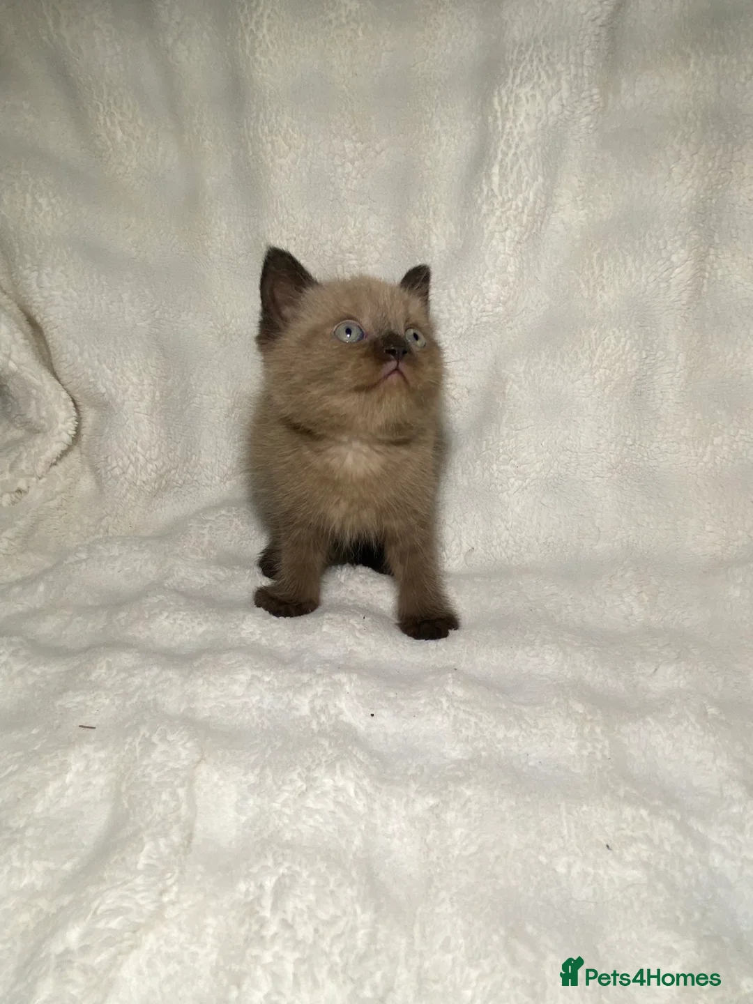 Mixed Breed cats for sale: BSH x SottishFold Kitten Looking For A New Home🏡 - Advert 8
