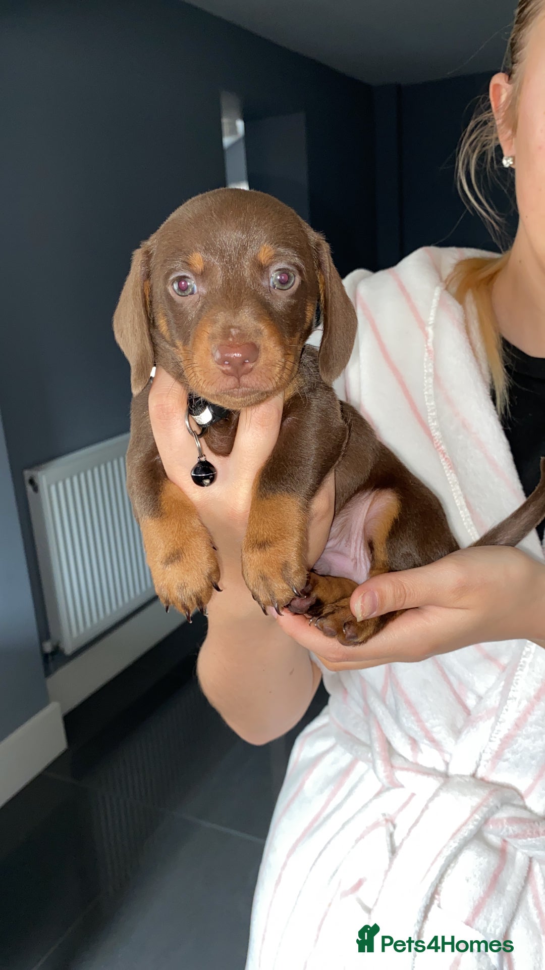 Dachshund dogs for sale: 2 beautiful boys left! - Image 3