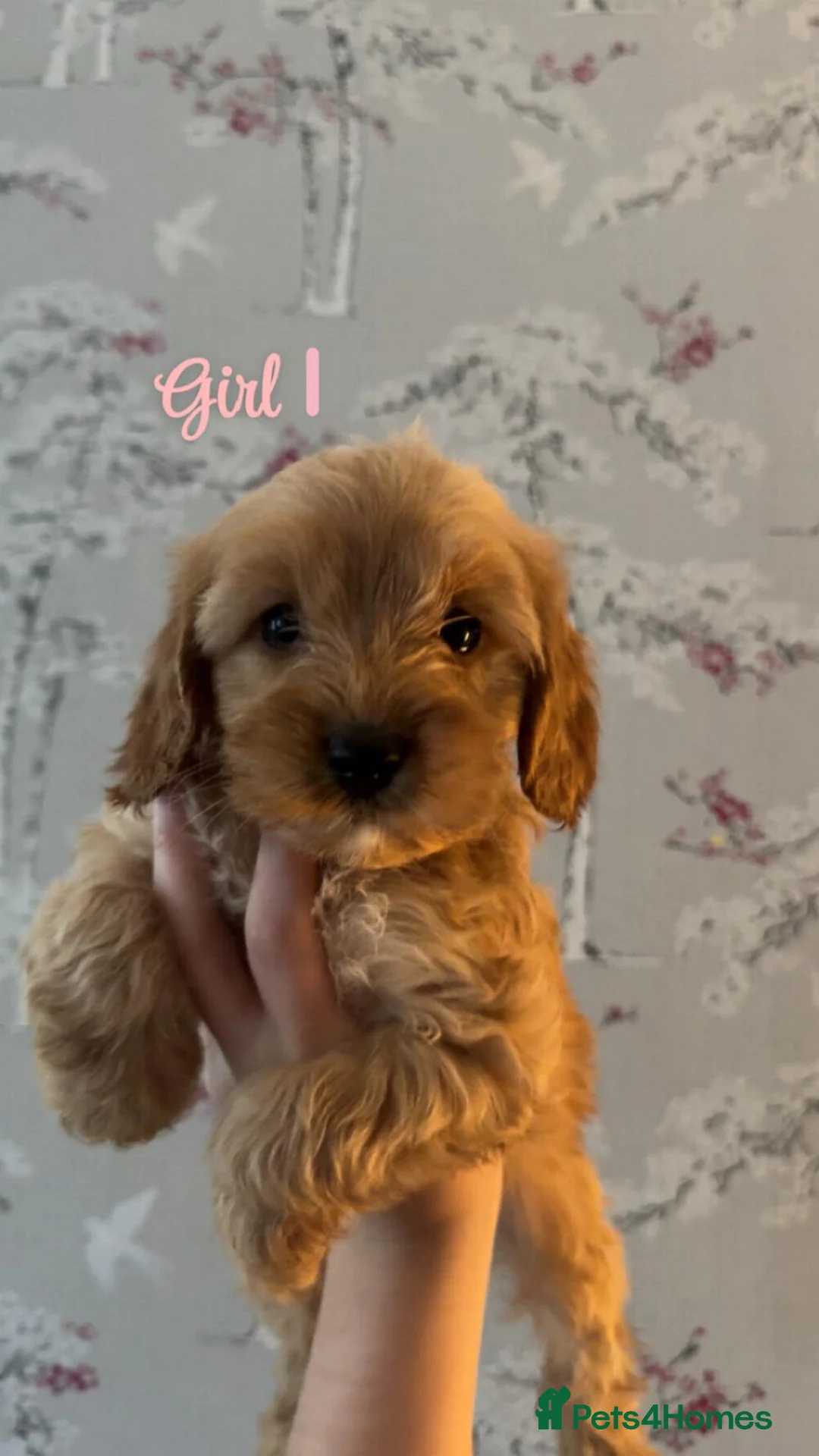 Cockapoo dogs for sale: Beautiful cockapoo puppies for sale - Advert 2