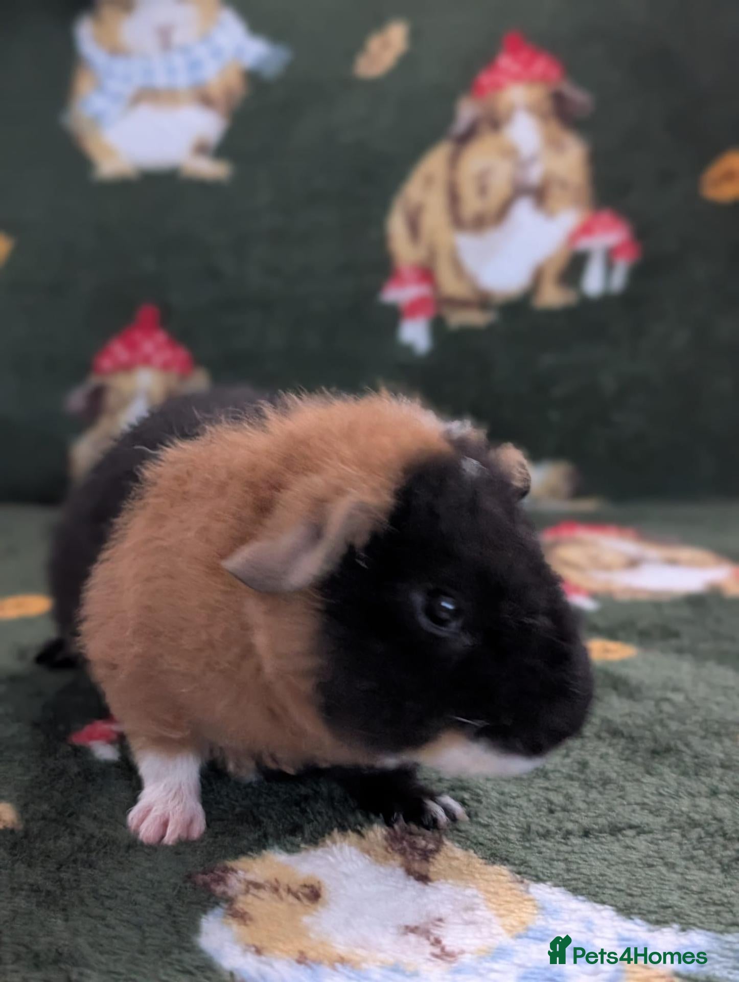 Guinea Pig rodents 3 purebred tricolour teddy male guinea pigs - Advert 2