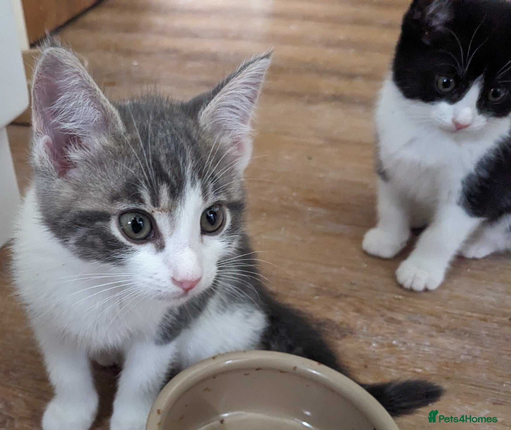 Mixed Breed cats Gorgeous Cuddly Kittens. Quarter Ragdoll  - Advert 7