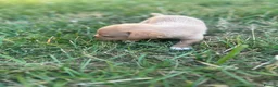 Mixed Breed dogs for sale: Beautiful pomjacks for sale - Advert 8