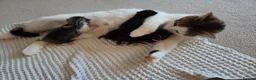 Mixed Breed cats for sale: Kittens for sale with mum  - Advert 3