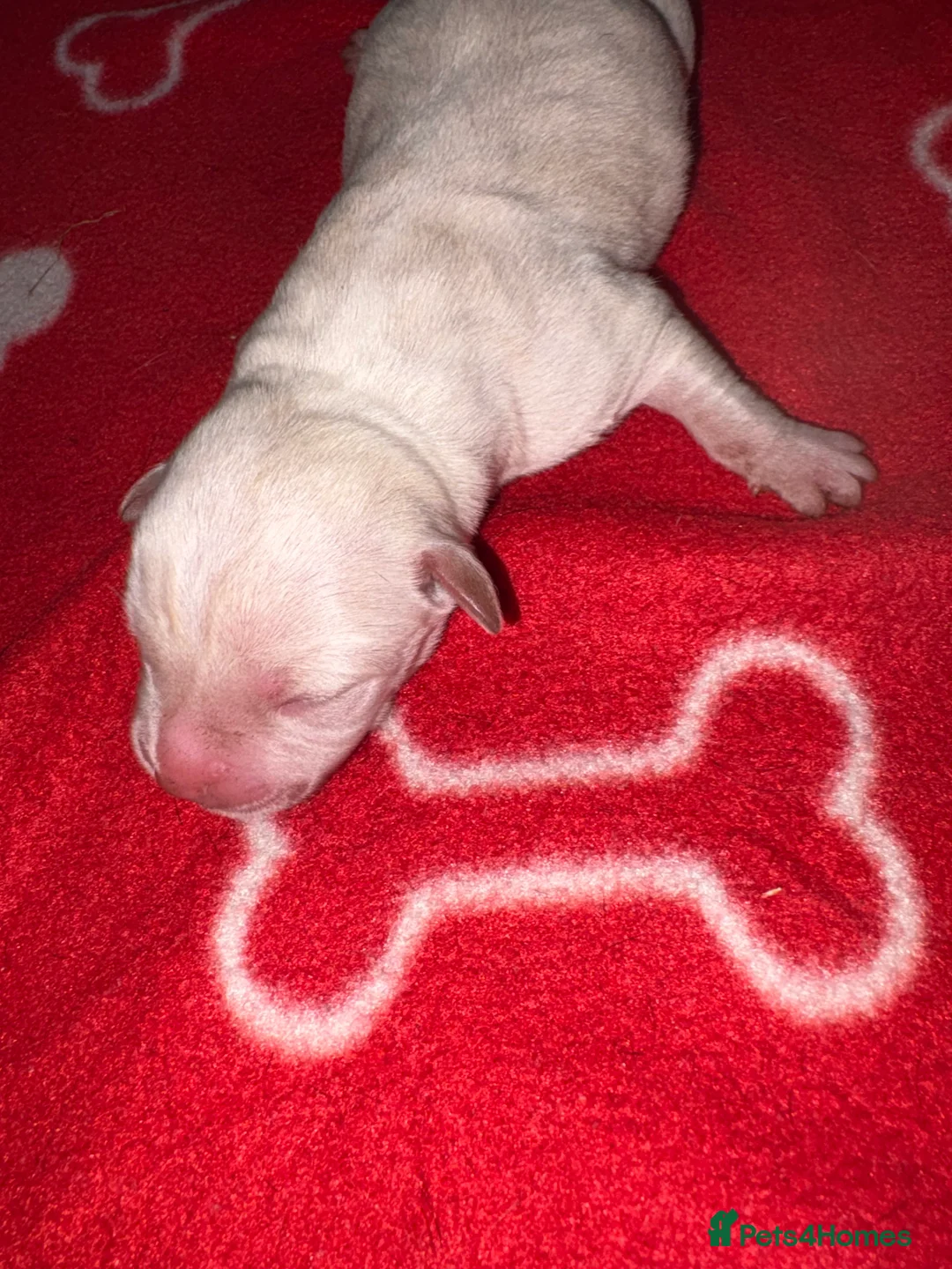 American Bull Staffy dogs for sale: American Staffy puppies  - Advert 14