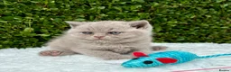 British Shorthair cats for sale: British Shorthair Kittens - GCCF - Advert 13