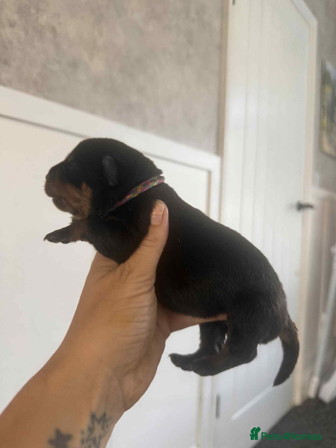 Rottweiler dogs for sale: Rottweiler Puppies - Image 22