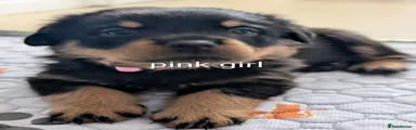 Rottweiler 6 pink girl 