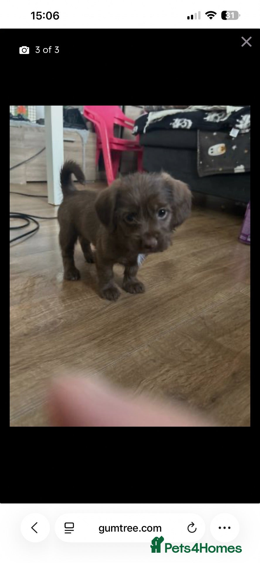 Labradoodle dogs for sale: Puppy needs new home - Advert 4