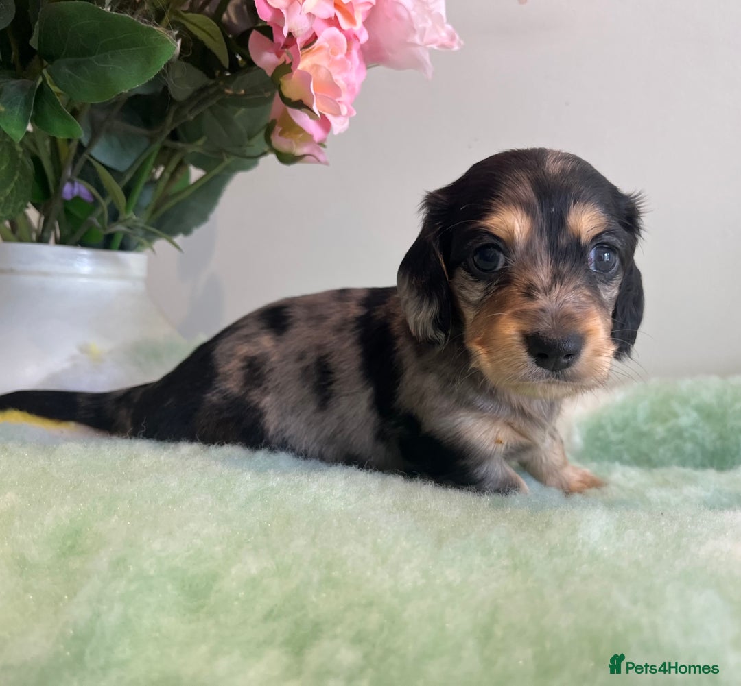 Miniature Dachshund dogs for sale: Miniature long hair dachshund  - Image 12