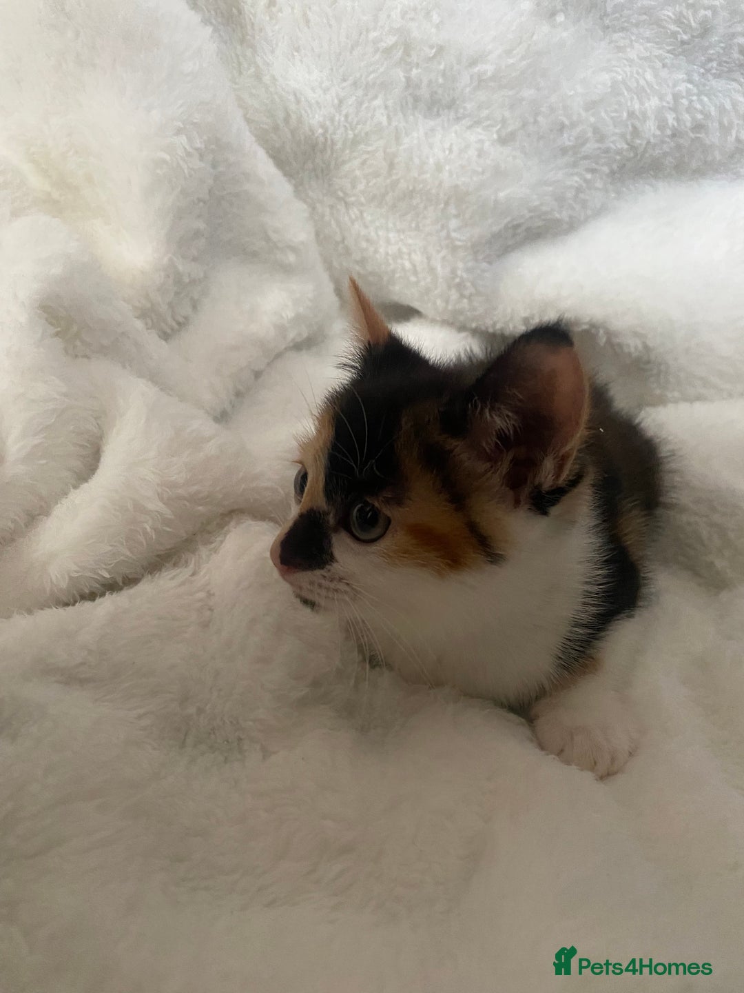 Mixed Breed cats for sale: Female Tortoiseshell Kitten Ready For Its New Home - Advert 5