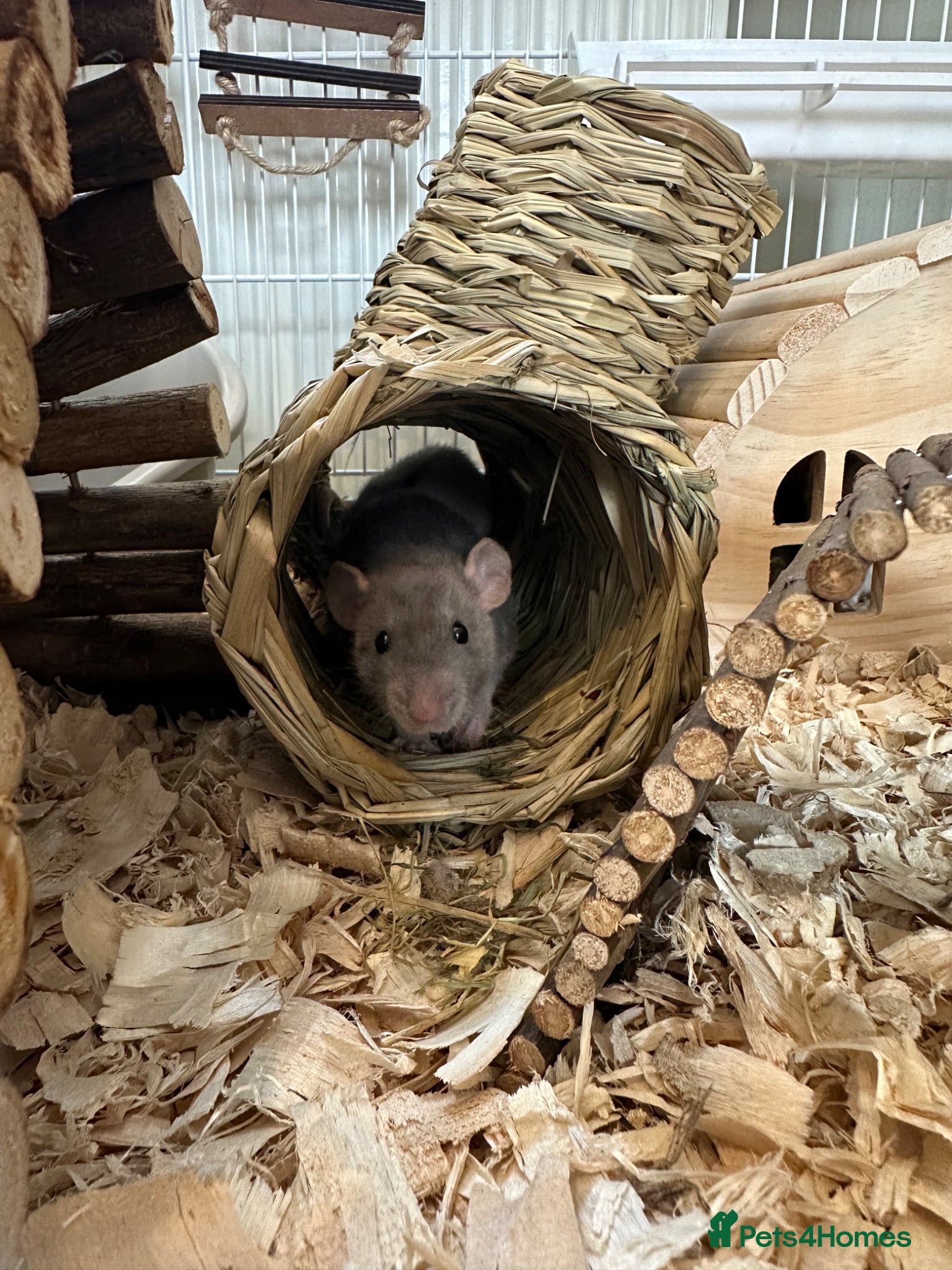 Rat rodents for sale: Baby rats for sale  - Advert 3