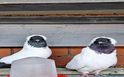 Pigeons birds for sale: 10 Pigeons for sale - Advert 28